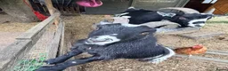 Goats livestock for sale: Two Pygmy Wethers in Cannock - Advert 6