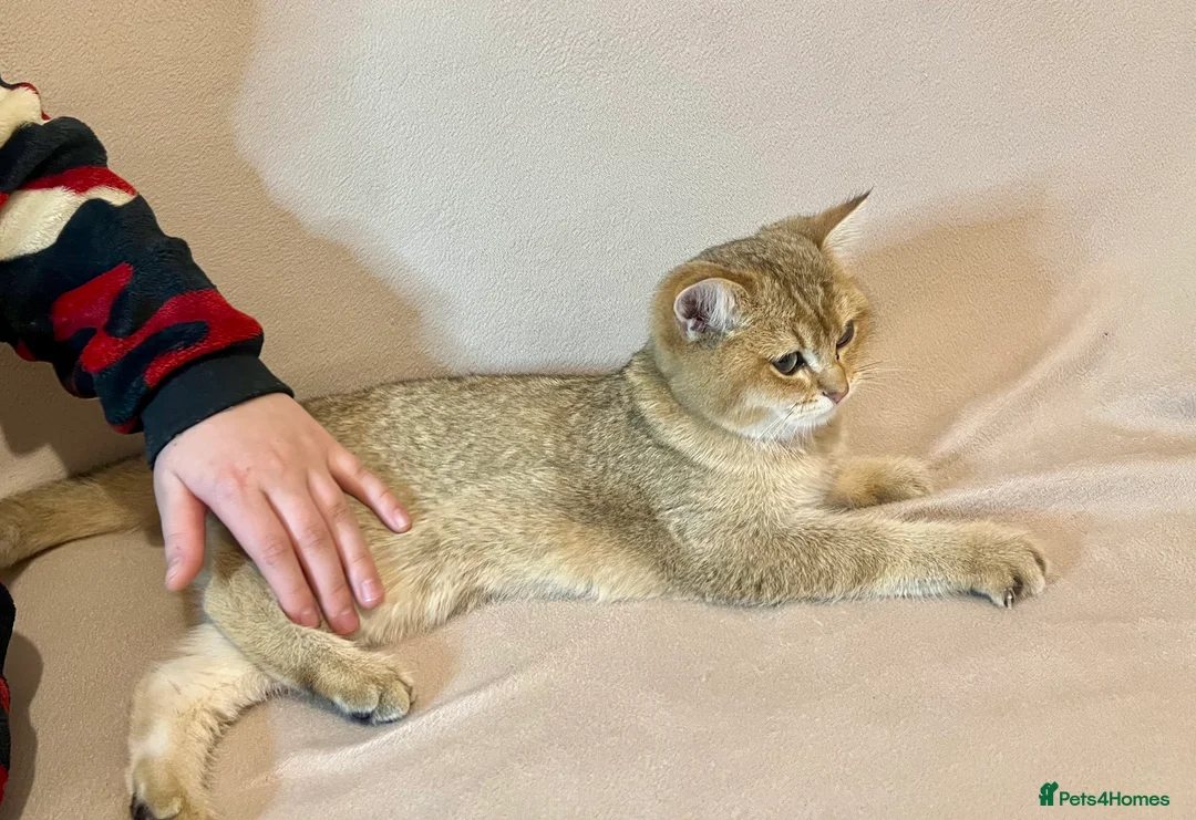 British Shorthair cats for sale: 🐾 Purebred BSH Golden kitten 🐾  - Advert 24