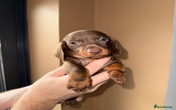 Miniature Dachshund dogs for sale: 🩷💙Stunning KC Mini Dachshund Puppies💙 - Image 15