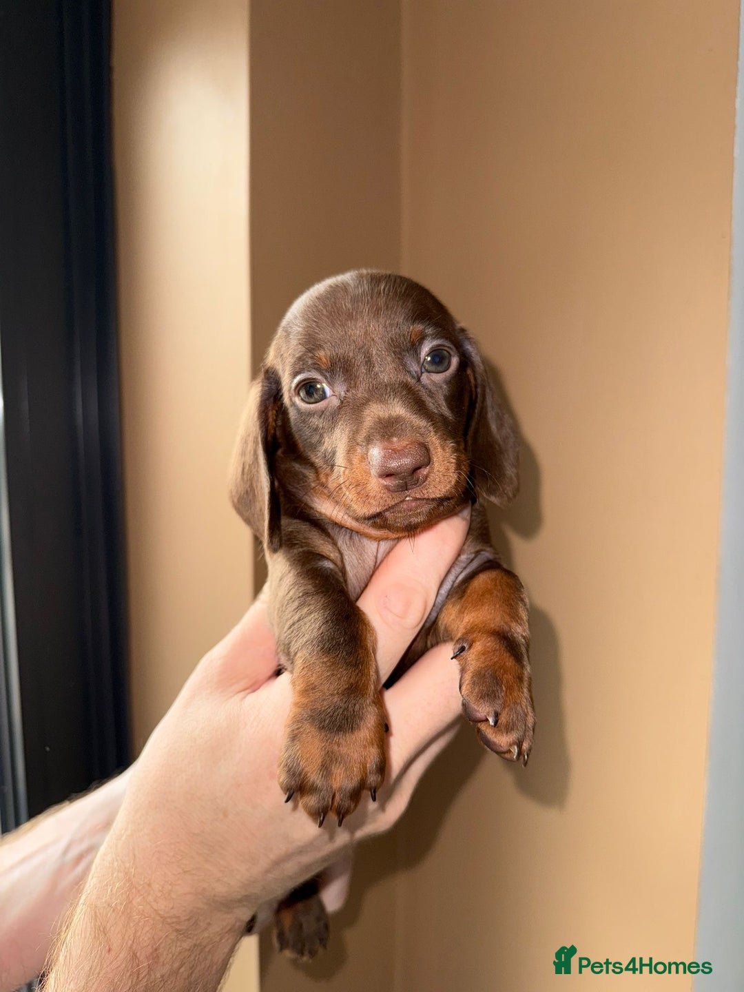 Miniature Dachshund dogs for sale: 🩷💙Stunning KC Mini Dachshund Puppies💙 - Image 15