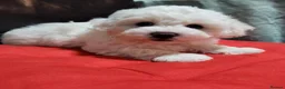 Bichon Frise dogs for sale: Bichon frise,, - Advert 7