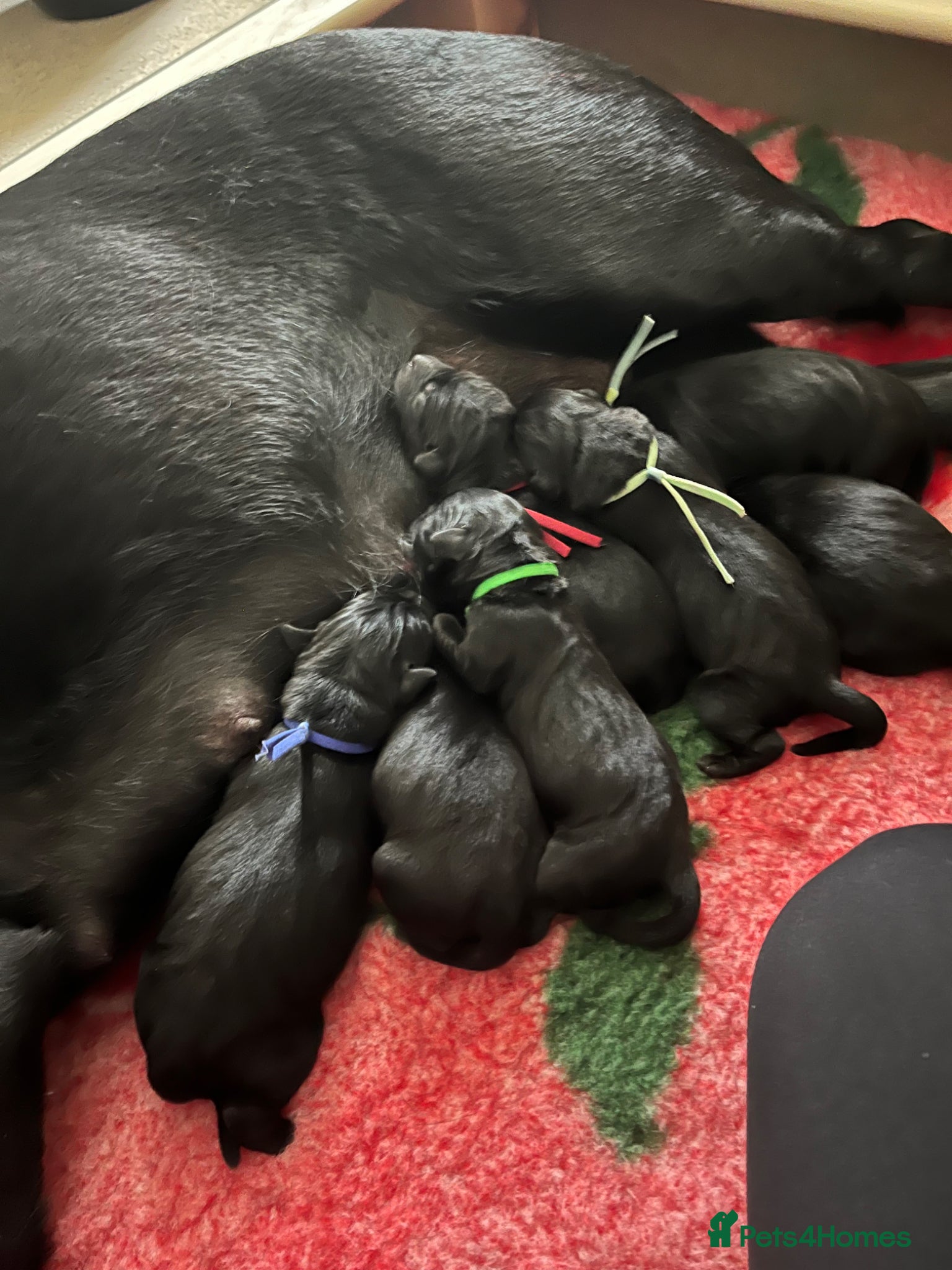 Labrador Retriever dogs Fully health tested KC Reg Labs - Advert 1