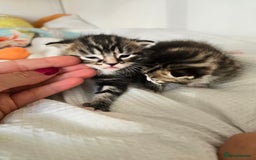 Mixed Breed cats for sale: Kittens boys mixed breed fluffy  - Image 1
