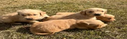 Golden Retriever dogs for sale: Beautiful KC Golden Retriever Puppies  - Advert 9