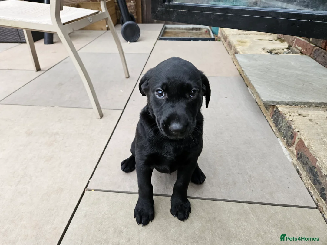 Labrador Retriever dogs for sale: Working Labrador puppies  - Advert 19