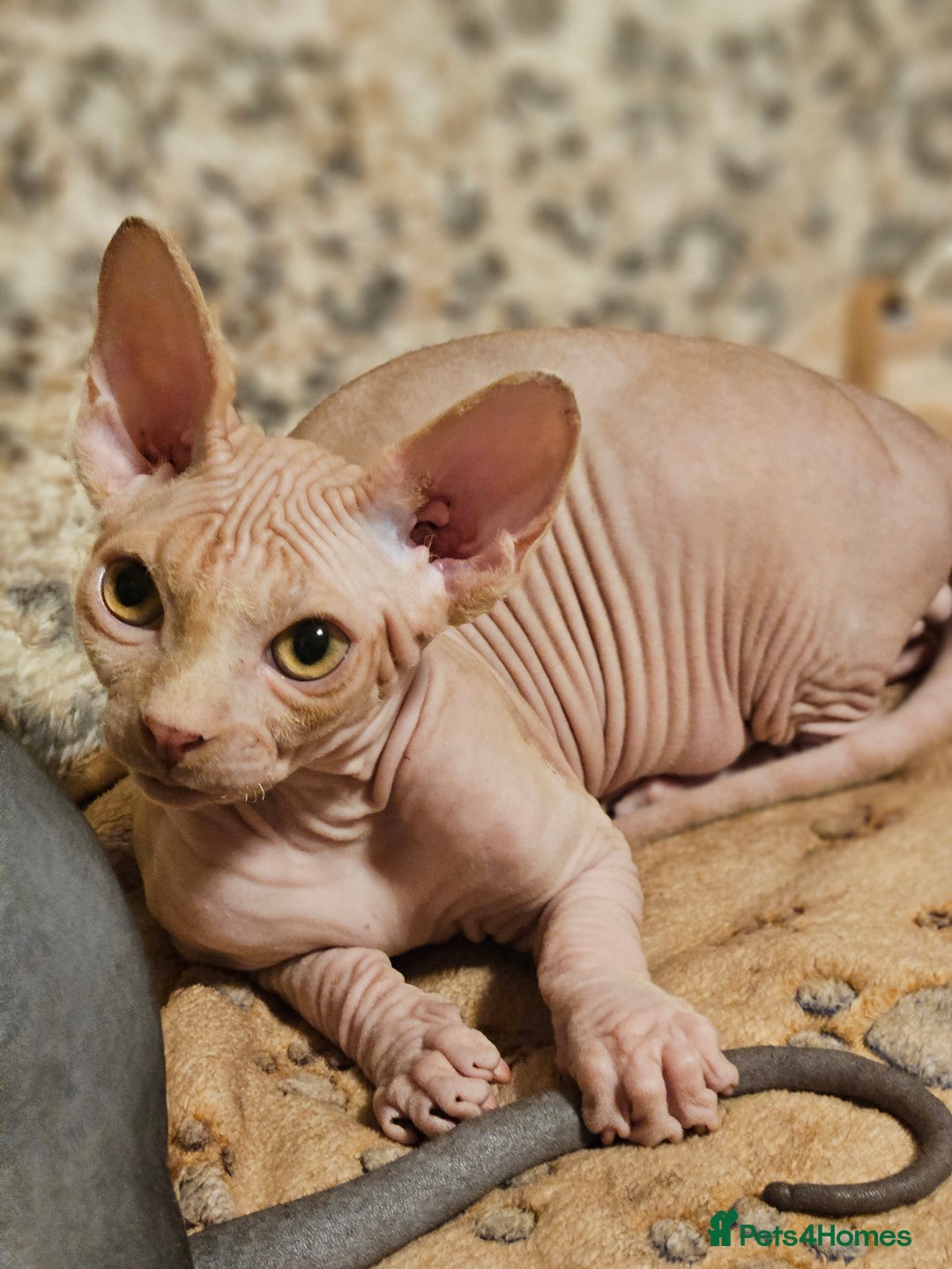 Sphynx cats for sale: Adorable Canadian Sphynx – Champion line - Advert 25