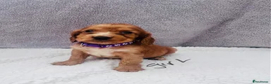 Cocker Spaniel 6 pupple
