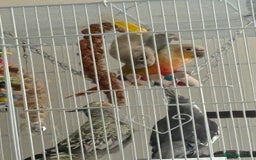 Conures birds for sale: Healthy and Happy Conures - Image 8