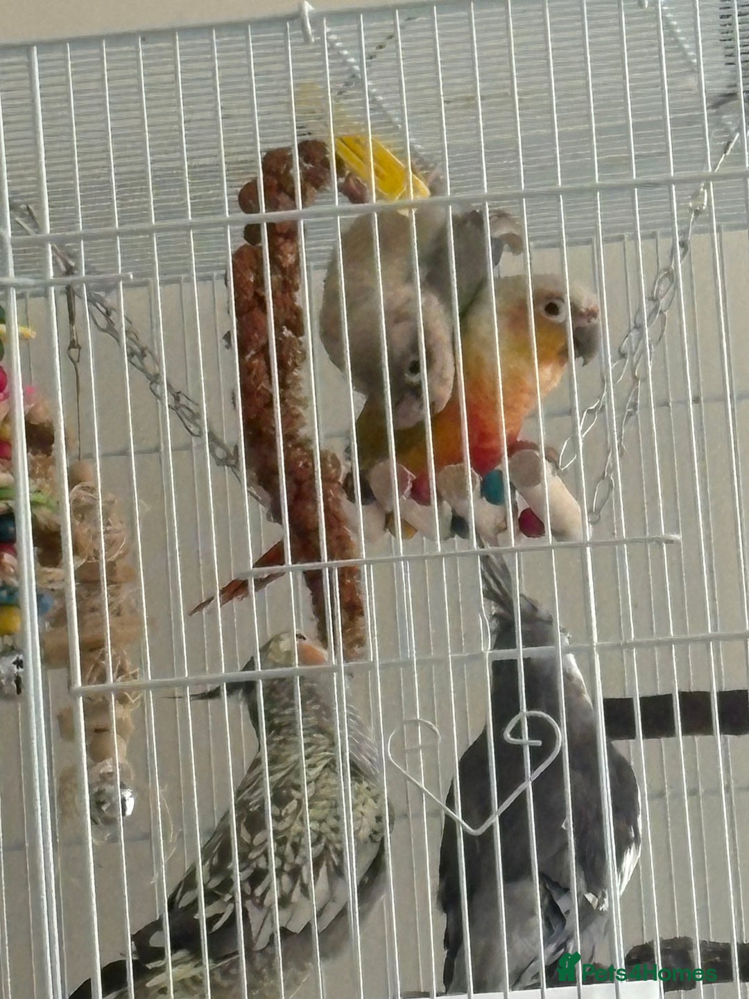 Conures birds for sale: Healthy and Happy Conures - Image 8