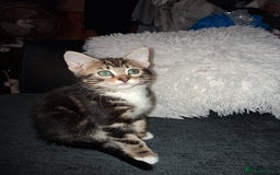 Mixed Breed cats for sale: Mixed bengal - Image 1