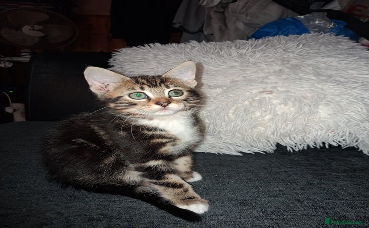 Mixed Breed cats - Advert 6