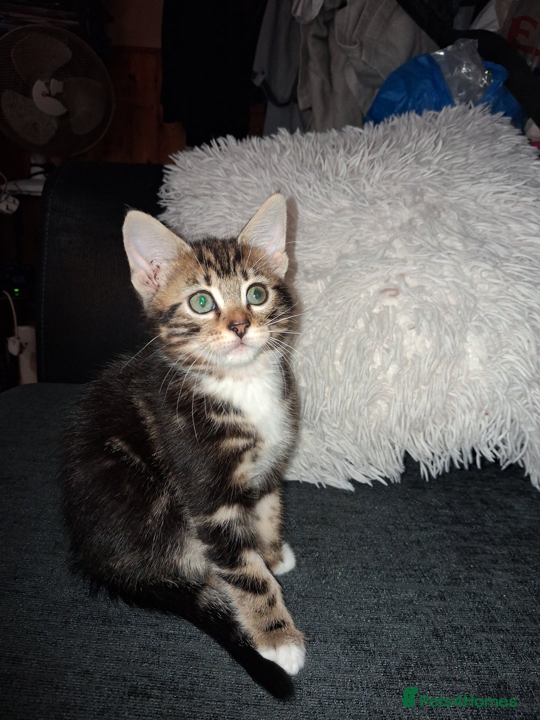 Mixed Breed cats for sale: Mixed bengal - Image 1