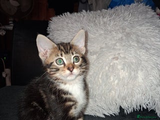 Mixed Breed cats for sale: Mixed bengal - Advert 1