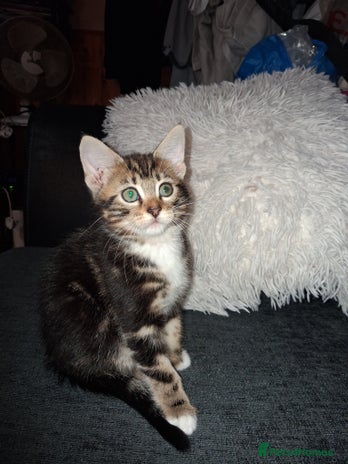 Mixed Breed cats Mixed bengal - Advert 15