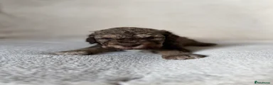 Lagotto Romagnolo 7