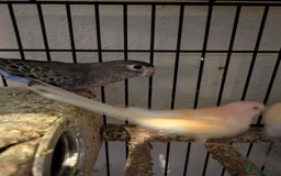 Parakeets birds for sale: Reserved. Four roubino bourke breeding pair - Image 1