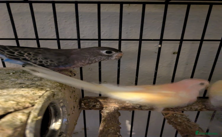 Parakeets birds - Advert 1