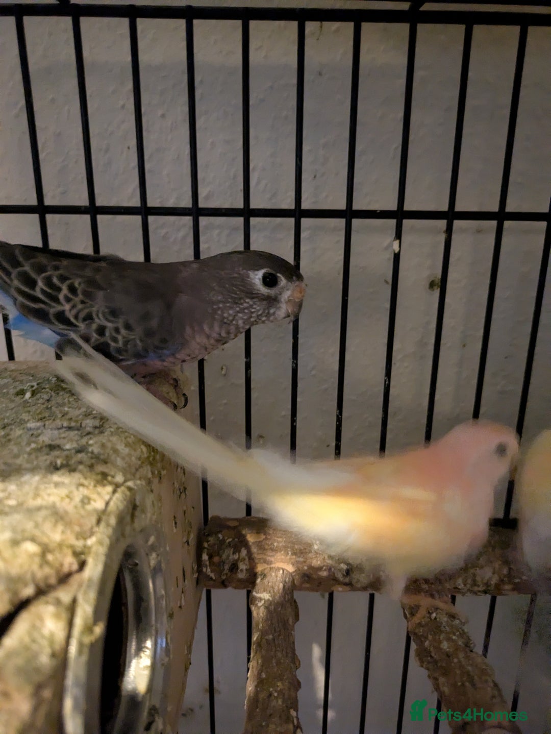Parakeets birds for sale: Reserved. Four roubino bourke breeding pair - Image 1