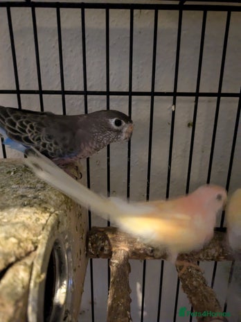 Parakeets birds - Advert 15
