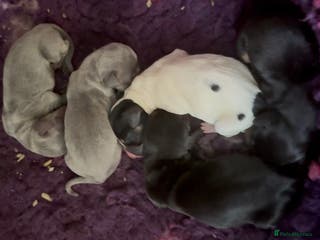 Miniature Dachshund dogs Beutiful mini dachshund pups - Advert 13