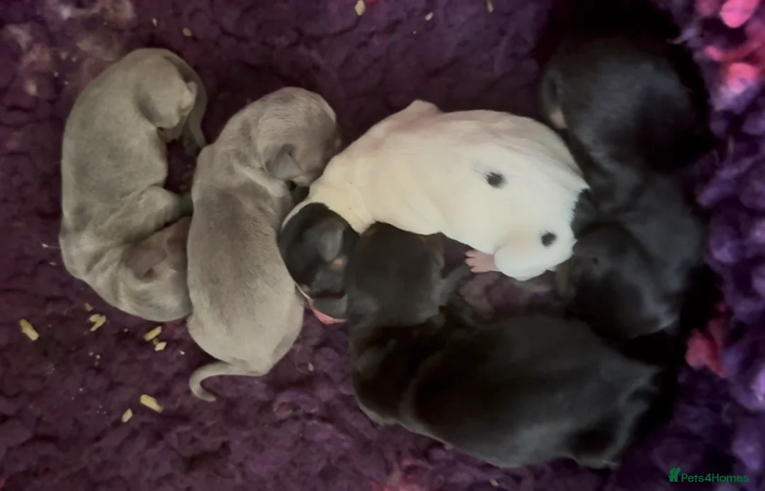 Miniature Dachshund dogs for sale: Beautiful mini dachshund black tan boy ready now - Advert 2