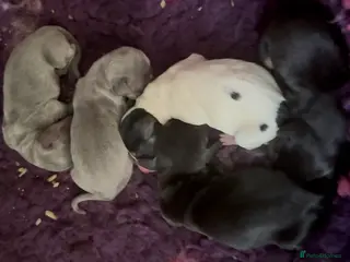 Miniature Dachshund dogs Beautiful mini dachshund pups - Advert 14