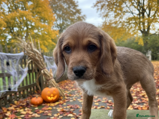 Mixed Breed dogs - Advert 9