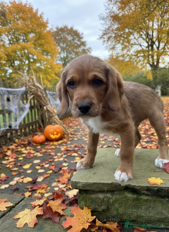 Mixed Breed dogs - Advert 1