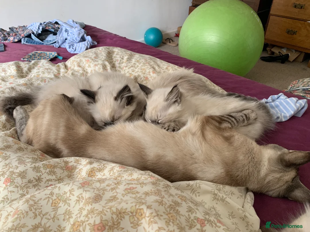 Ragdoll cats for sale: Ragdoll Kittens in Boncath - Advert 19