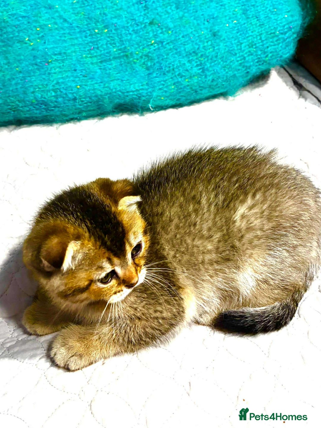 Scottish Fold cats for sale: 3 Scottish Fold Kittens for sale - Advert 12