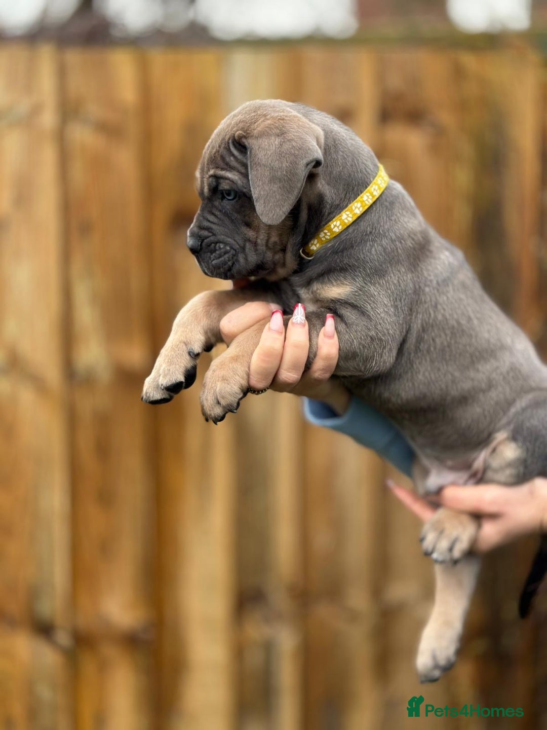 Cane Corso dogs for sale: Balestra Magica Corso IKC/FCI  - Advert 15