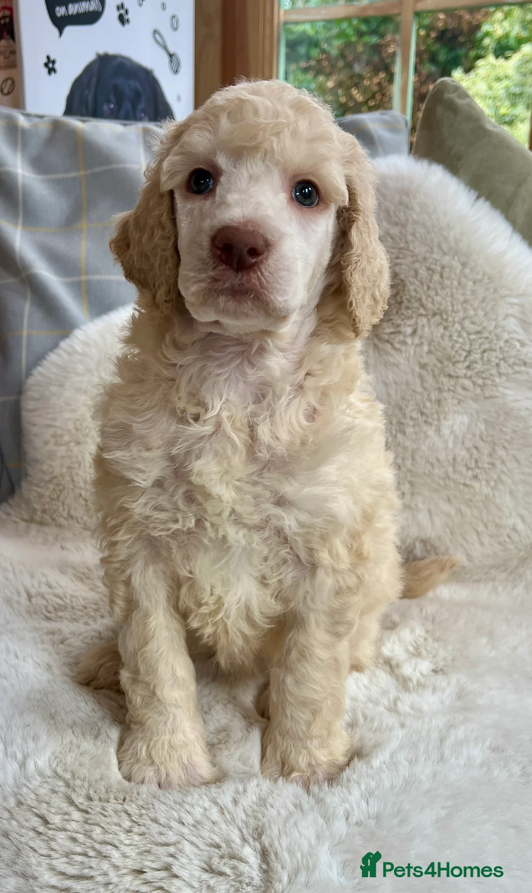 Standard Poodle dogs for sale: Stunning KC reg standard poodles  - Advert 18