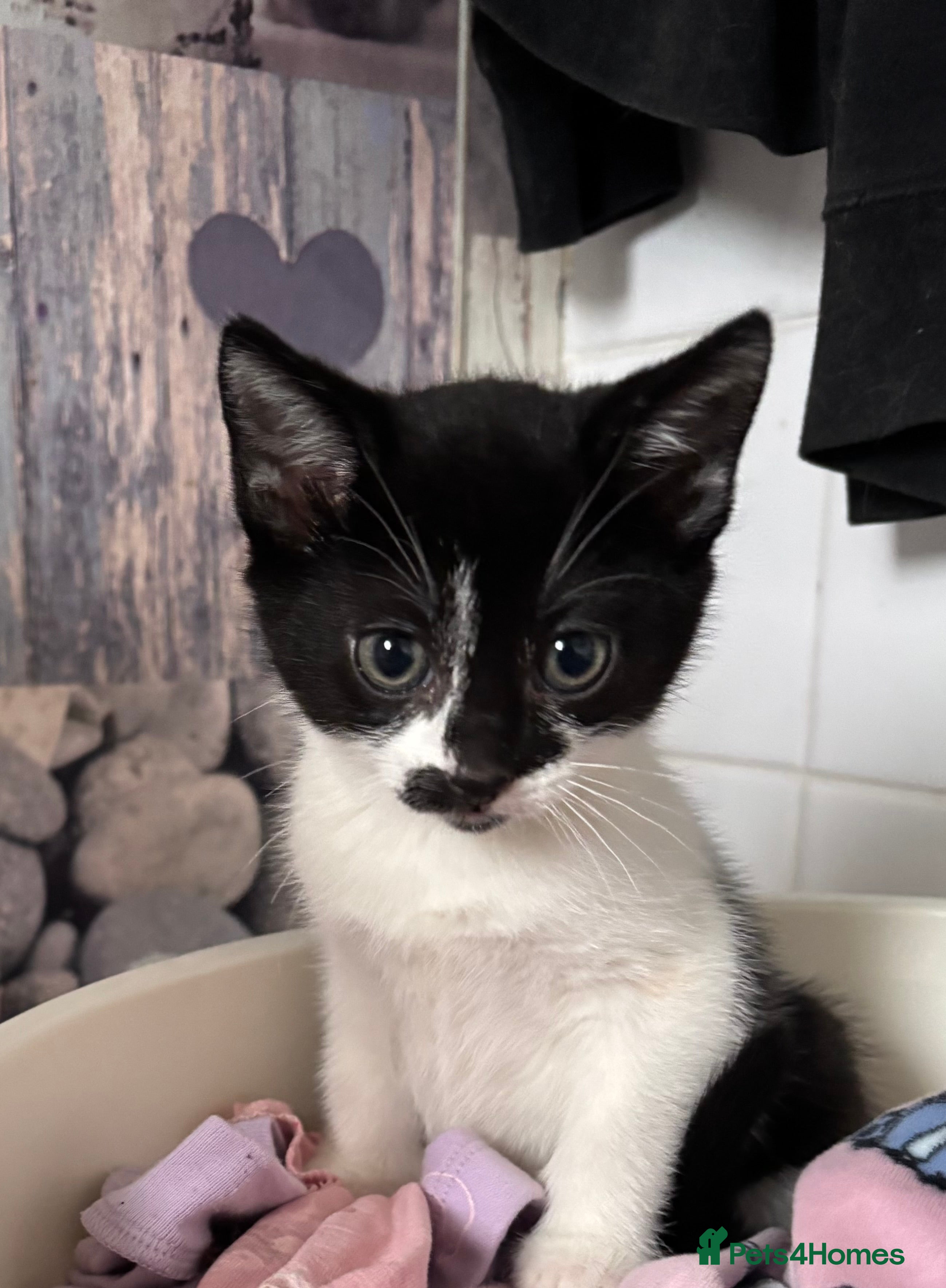 Mixed Breed cats Stunning kittens ready to go  - Advert 11