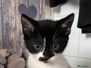 Mixed Breed cats Stunning kittens ready to go - Advert 11