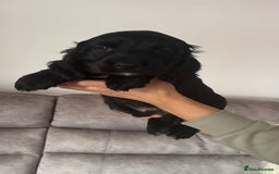 Cocker Spaniel dogs for sale: Show Type Cocker Spaniels - Image 5