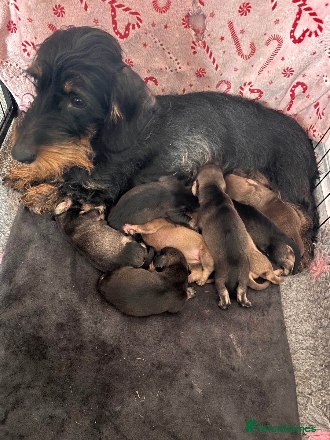 Dachshund dogs for sale: Wirehaired dachshund puppies  - Advert 9