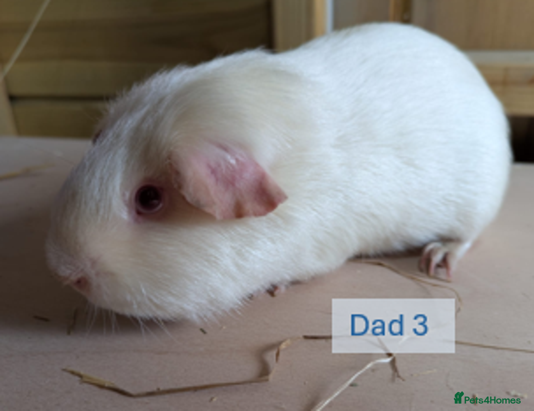 Guinea Pig rodents for sale: Teddy (& teddy satin carrier) guinea pigs for sale - Image 17