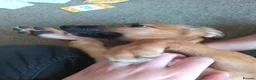 Lurcher dogs for sale: Beautiful Working Stock Female Lurcher Puppy - Advert 14