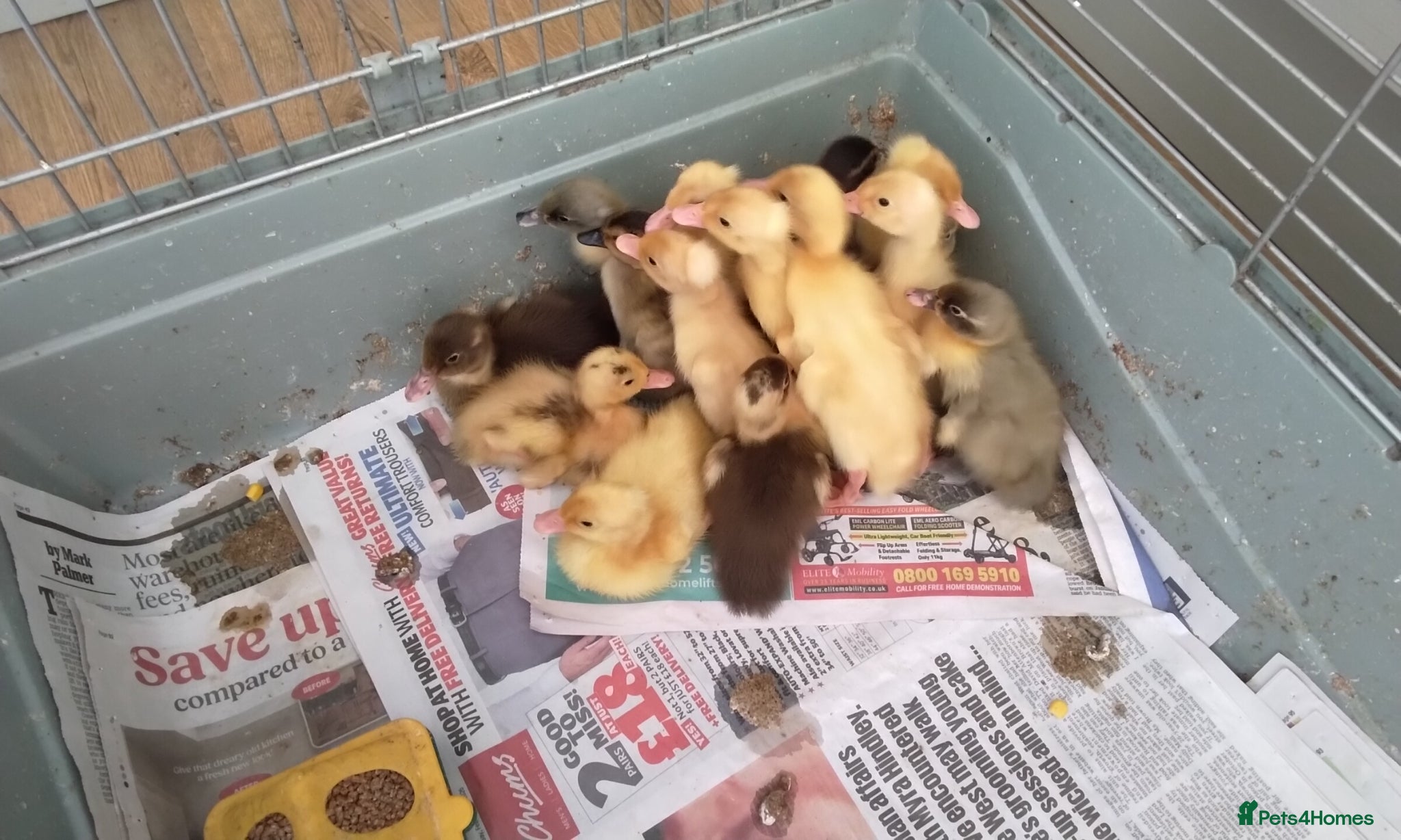 Ducks poultry Indian runner ducklings for sale - Advert 7