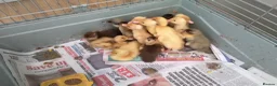 Ducks poultry for sale: Indian runner ducklings for sale - Advert 1