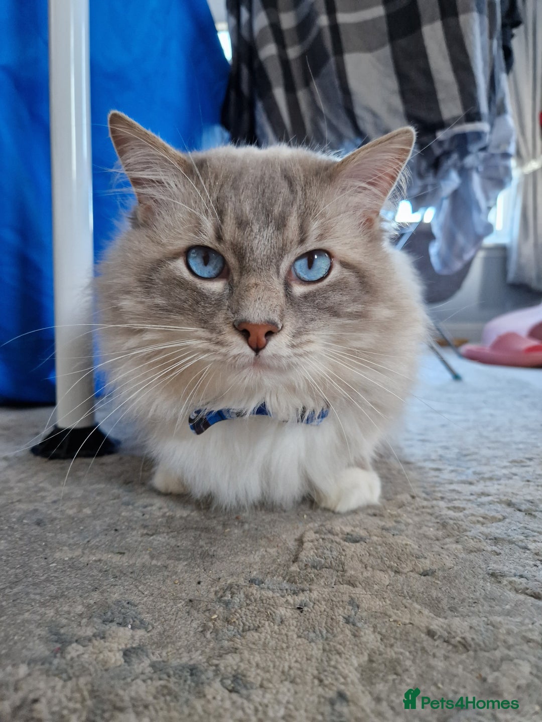 Ragdoll cats for stud: Handsome blue lynx Ragdoll for stud in Bathgate - Image 6