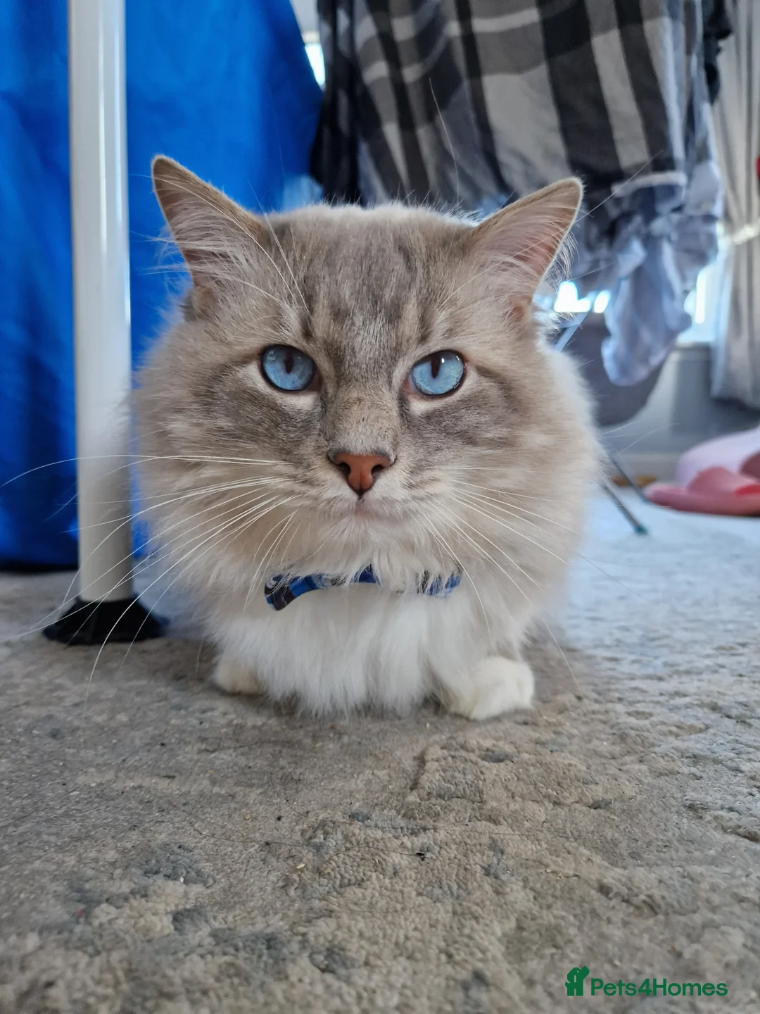 Ragdoll cats for stud: Handsome blue lynx Ragdoll for stud in Bathgate - Advert 7