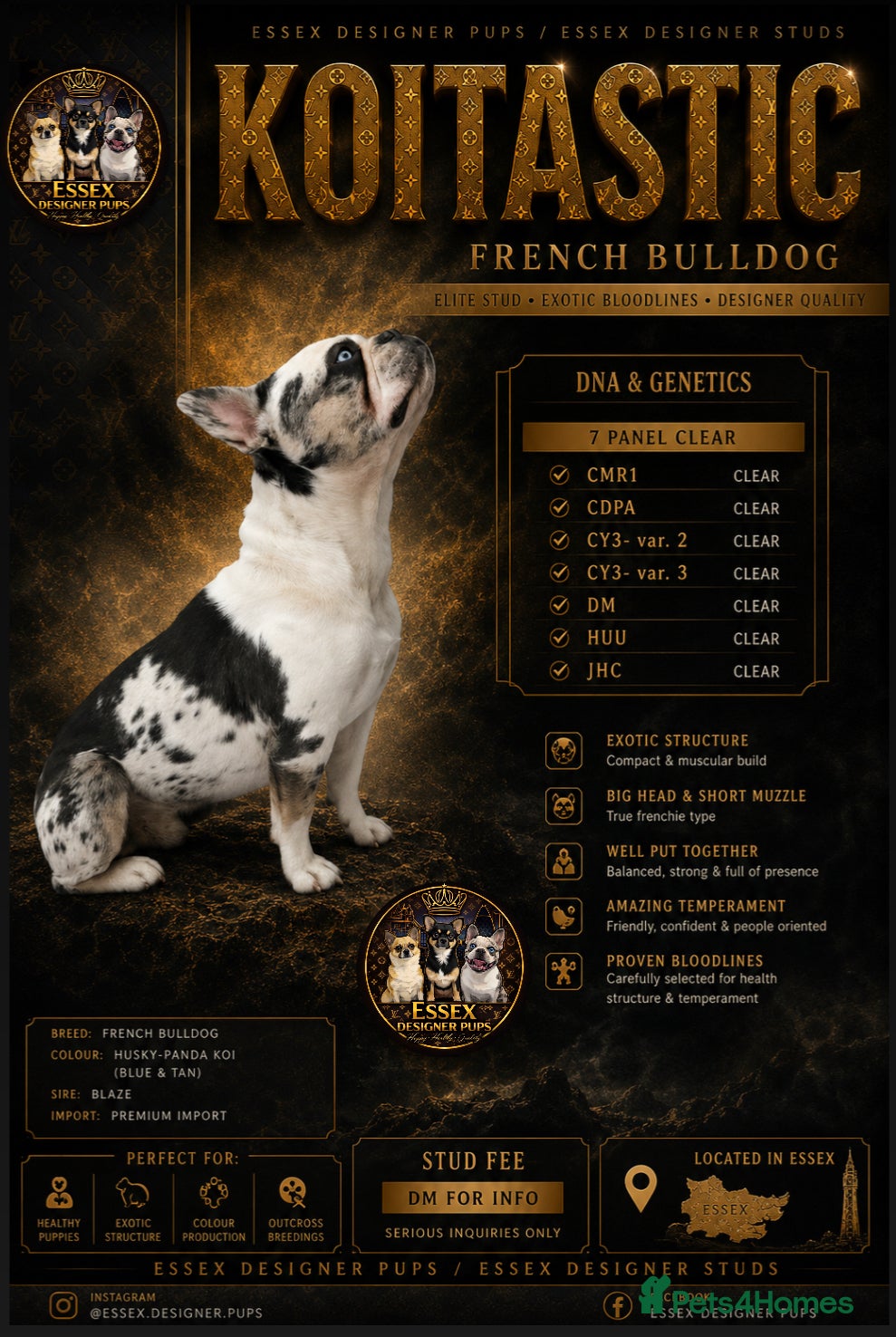 French Bulldog dogs 7 panel health clear🩺 KOITASTIC🎏 - Advert 3