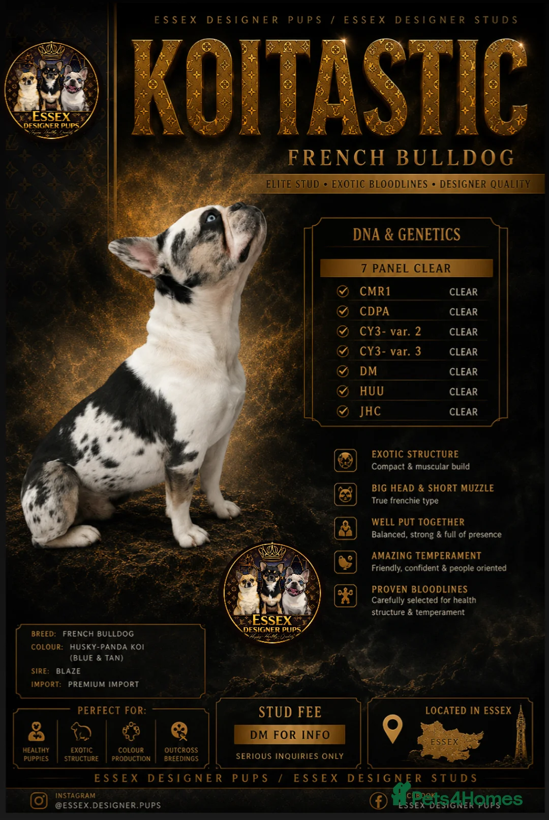 French Bulldog dogs for stud: 7 panel health clear🩺 KOITASTIC🎏 - Advert 1
