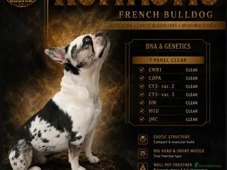French Bulldog dogs 7 panel health clear🩺 KOITASTIC🎏 - Advert 3