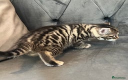 Bengal cats for sale: Stunning litter of Pure Bengals - Image 10