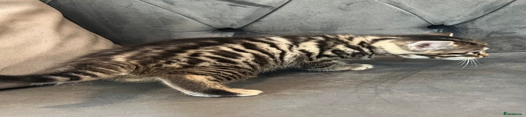 Bengal Kitten 5