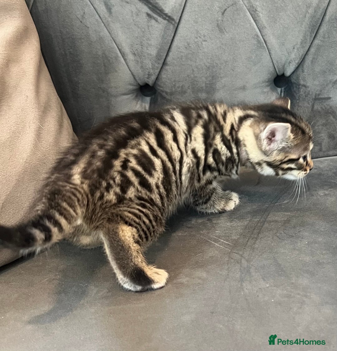 Bengal cats for sale: Stunning litter of Pure Bengals - Image 10