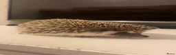 Pygmy Hedgehog rodents for sale: 🦔 Kovu the Hedgehog – Loving Home Wanted 🤎 in Blackburn - Advert 2