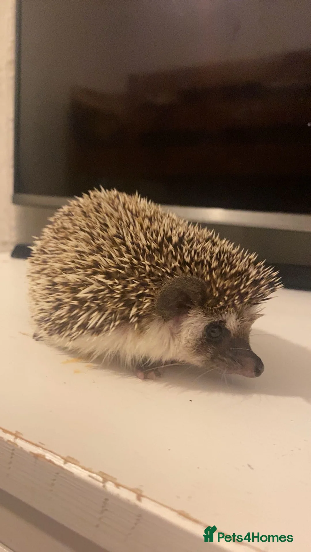 Pygmy Hedgehog rodents for sale: 🦔 Kovu the Hedgehog – Loving Home Wanted 🤎 in Blackburn - Advert 2